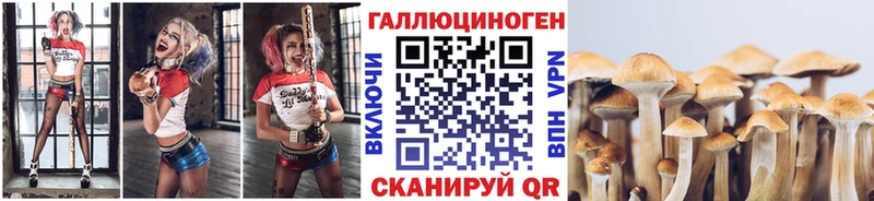 Галлюциногенные грибы Psilocybe  купить наркотик  kraken как войти  Чудово 